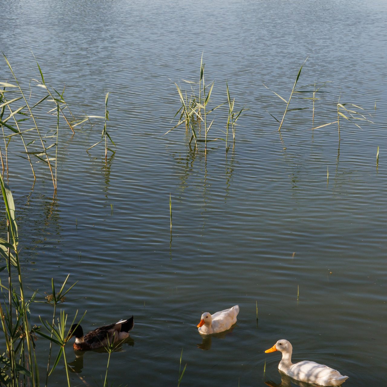 Lakeside Glamping Chenin (9)