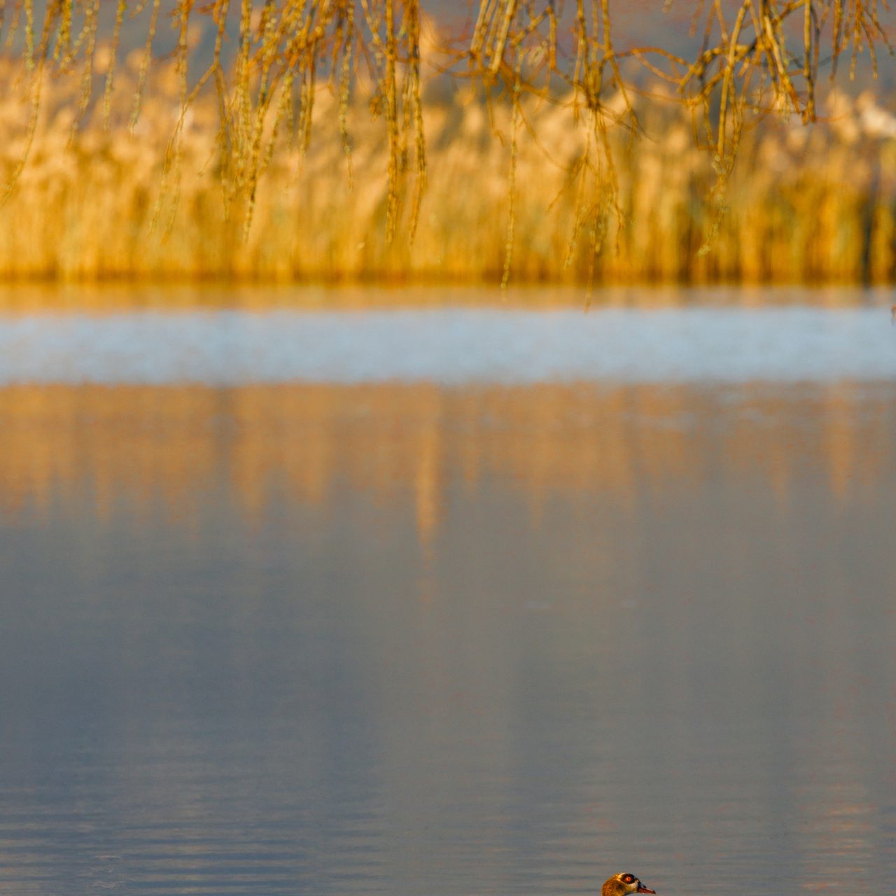 Lakeside Glamping Springbok (16)