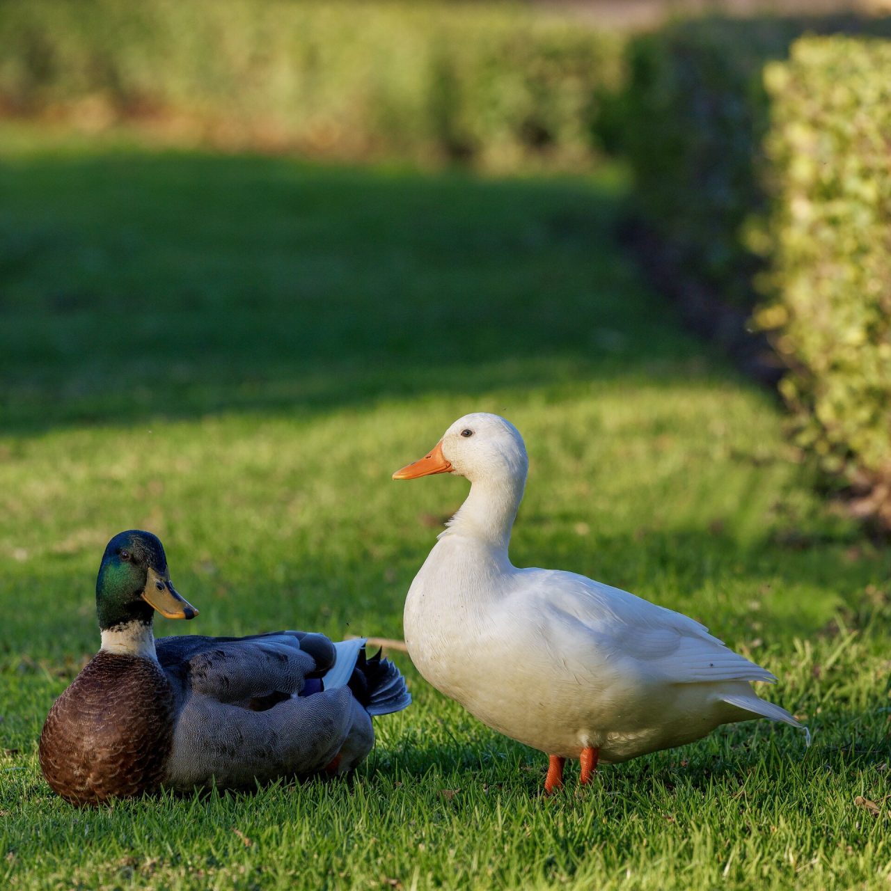 Lakeside Glamping Steenbok (12.1)