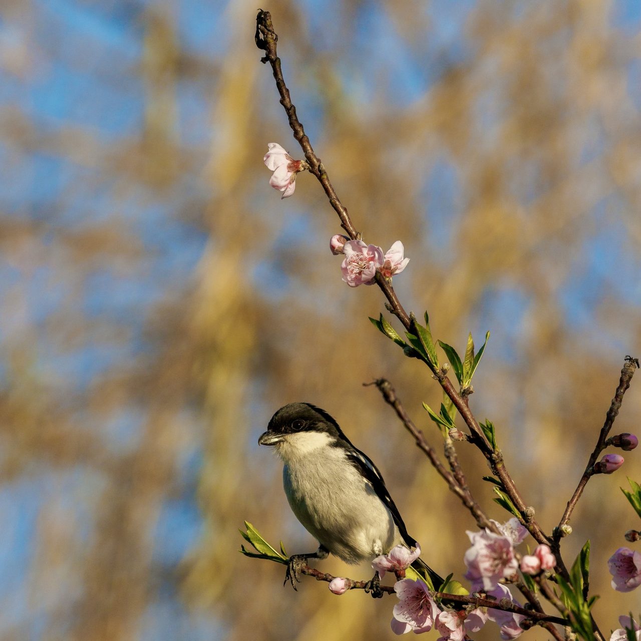 Lakeside Glamping Steenbok (13)