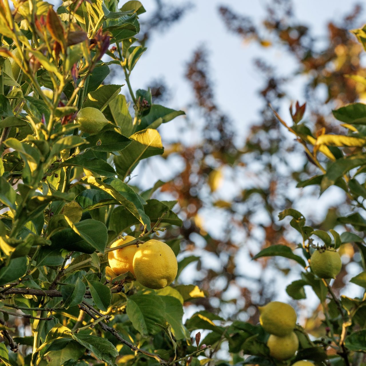 Lakeside Glamping Steenbok (16)